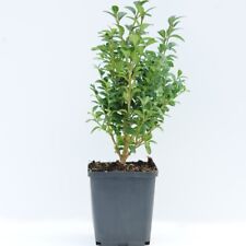 Buxus Sempervirens Classic Evergreen Shrub Low-Maintenance 9cm Pots by T&M