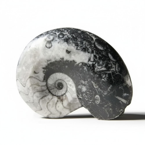 Goniatite fossil polished - fossil,