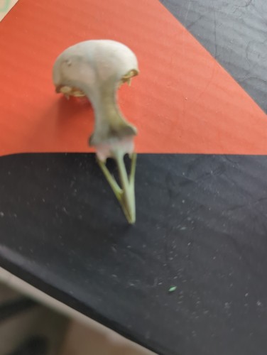 Small bird skull - bird,
