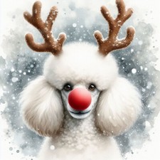 Single Luxury White Poodle