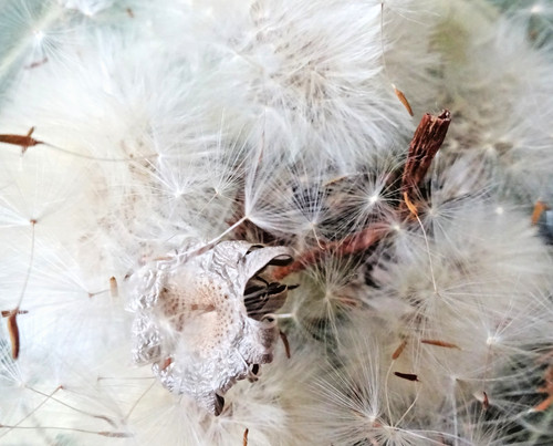 Organic dandelion leaf powder - dandelion,
