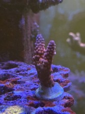Coral acropora pc rainbow