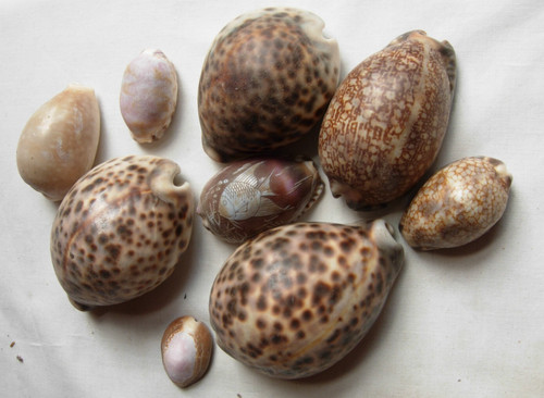 Tiger cowries large one - 9,