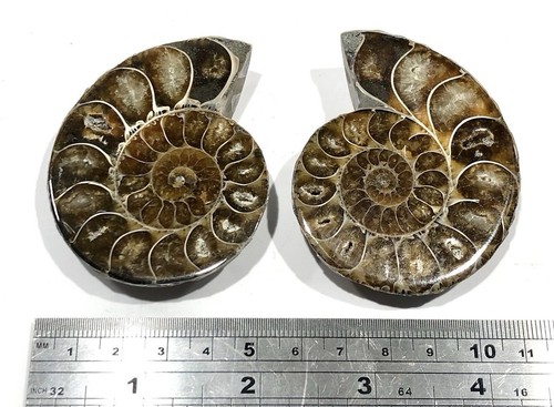 Genuine deamoceras ammonite - deamoceras,