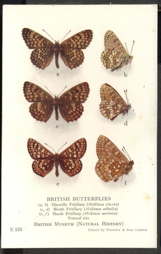 Vintage british museum - vintage,