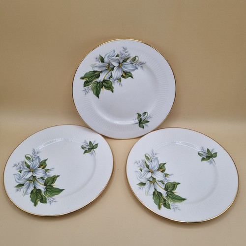 Paragon trillium bone - paragon,