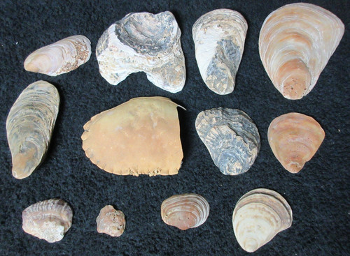 Collection shells - 12,