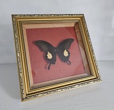 VINTAGE FRAMED BUTTERFLY  PAPILIO ISWARA BUTTERFLY TAXIDERMY GOLD FRAME
