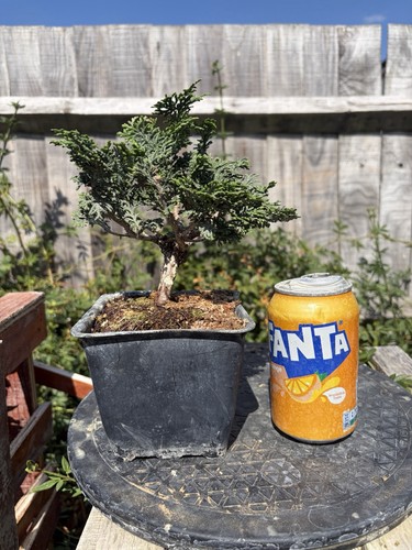 Tsuyama hinoki cypress - tsuyama,