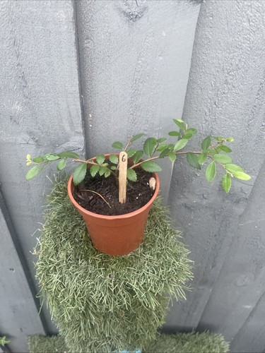 Chinese elm rooted cutting - rooted,