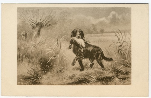 Flat coated retriever - retriever, vintage