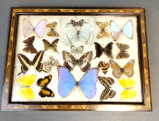 Butterflies Mounted In A