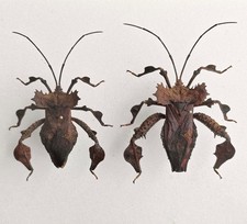 unmounted insect specimen