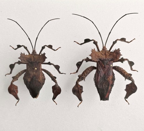 Unmounted insect specimen - insect,