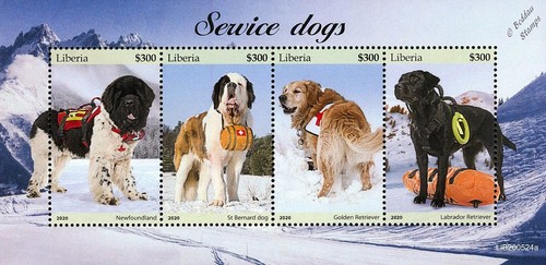 Service dogs newfoundland st - dogs, (newfoundland/st