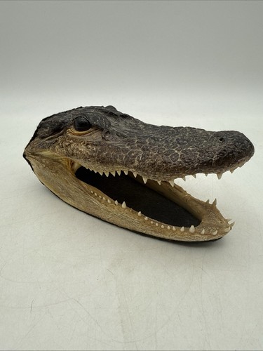 Real authentic alligator - real,