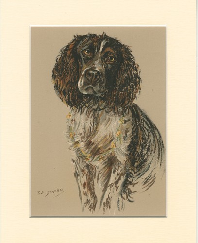 English springer spaniel - english,