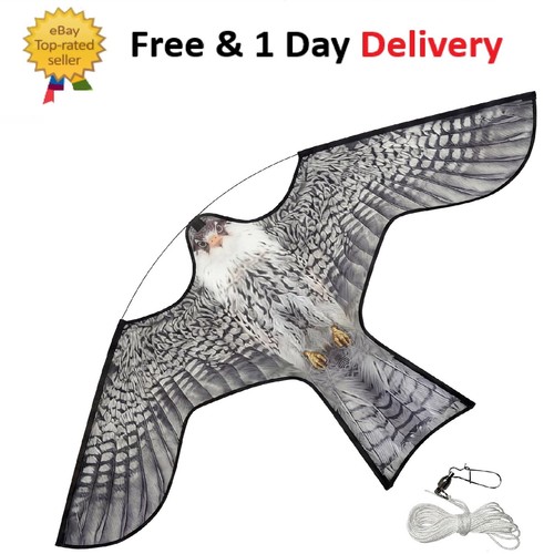 Humane hawk kite bird - kite,