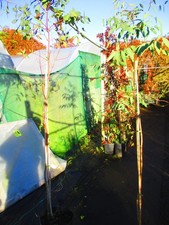 Large 6ft inc. pot Tasmanian Mountain Gum Tree Eucalyptus dalrympleana 10litre