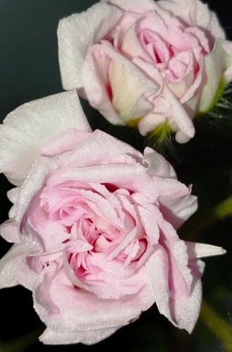Rare rococo pelargonium rooted - rare,