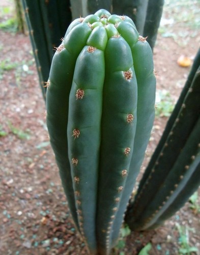 Fresh cactus seed x10 - cactus,