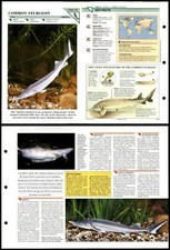 Common Sturgeon #18 Fish Wildlife Fact File Fold-Out Card