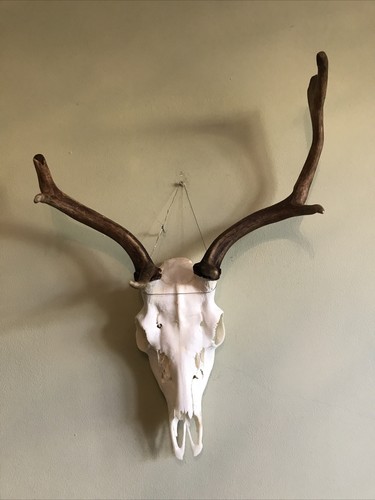 Wild fallow deer buck - wild, stag
