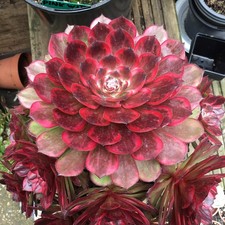 Aeonium Firework Cutting