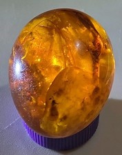Amber Egg Burmite Myanmar Insect Fossil 