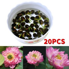 20PCS Bowl Lotus Seeds Aquatic