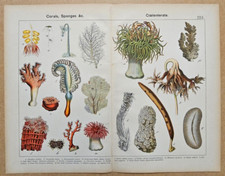 1899 W.F. Kirby REPTILES Large Original Colour Print CORAL SEA SPONGES HYDRA