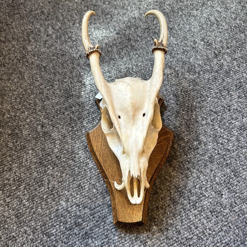 Muntjac buck deer skull - skull, on