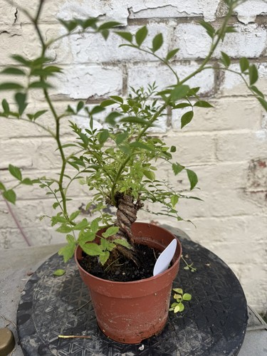 Chinese roses are the - , smallest