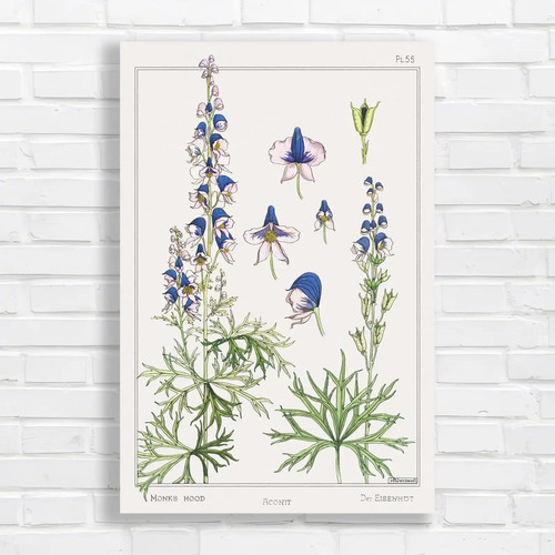 Botanical illustration - botanical, of