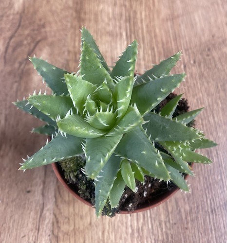 Aloe brevifolia succulent - aloe, |