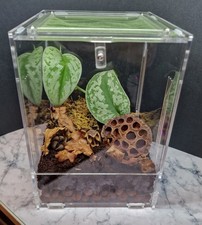 Mantis Den Medium Enclosure -
