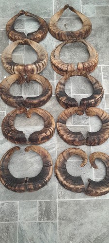 Pairs ram horns - 10,