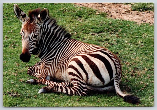 African zebra resting grass - african,