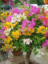 1Pack 50 Mixed Color