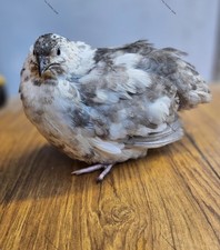 ** PRE-ORDER** 6 x Progressive