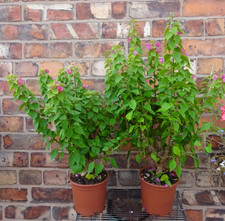 Bougainvillea Thai Delight Pink Flowers 50-60cm Evergreen Climber - Thick Trunk