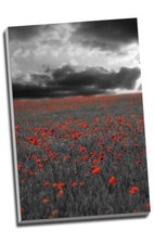 Black & White Red Poppy Field