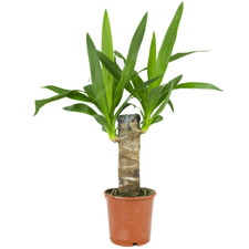 Yucca elephantipes spineless - yucca,