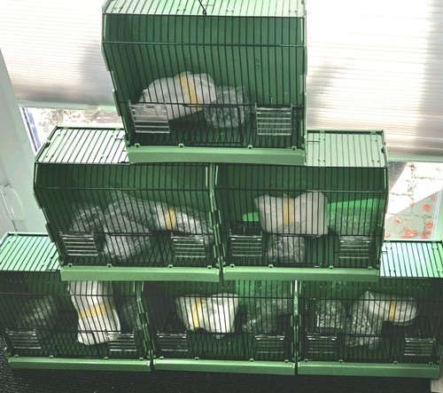 Plastic transport cage - transport, /