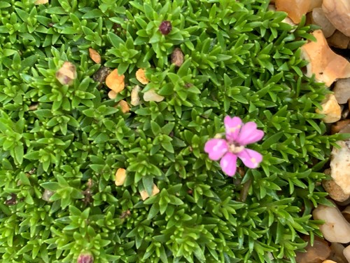 Silene acaulis mount - silene,