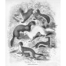 British Weasels - Antique Print 1856