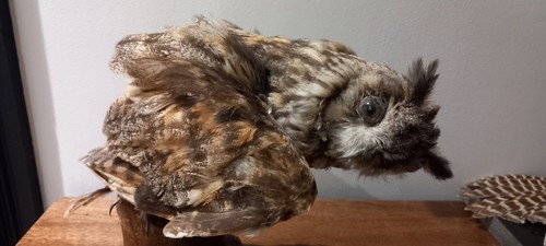 Genuine victirian stuffed - genuine,