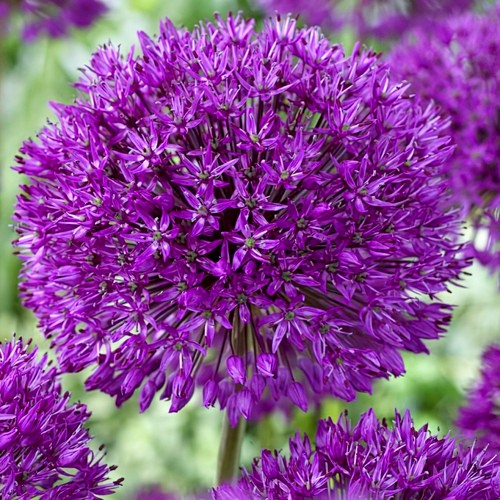 Allium purple sensation bulbs - purple,
