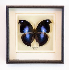 Real Jucunda Butterfly Hand