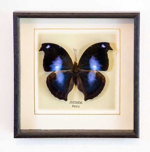 Real jucunda butterfly hand - real,
